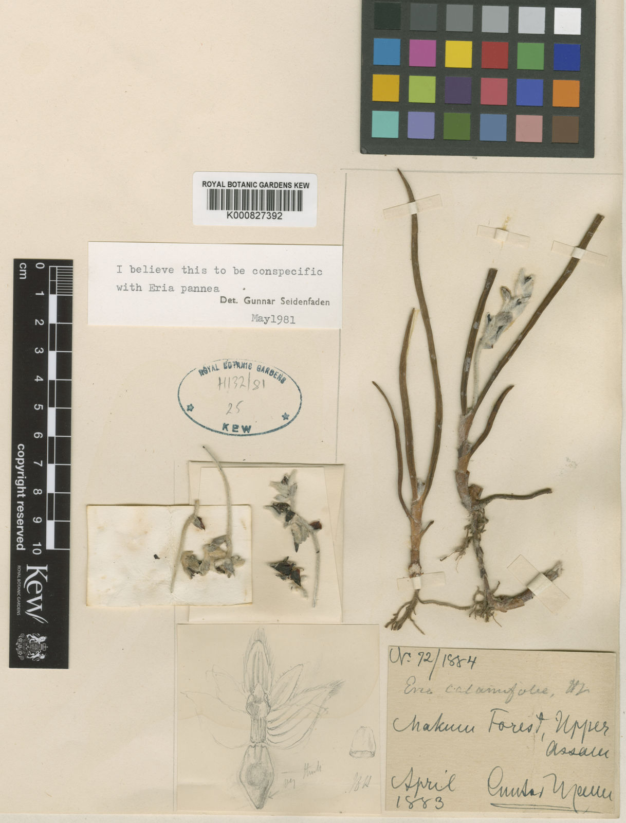 Strongyleria pannea (Lindl.) Schuit., Y.P.Ng & H.A.Pedersen | Plants of