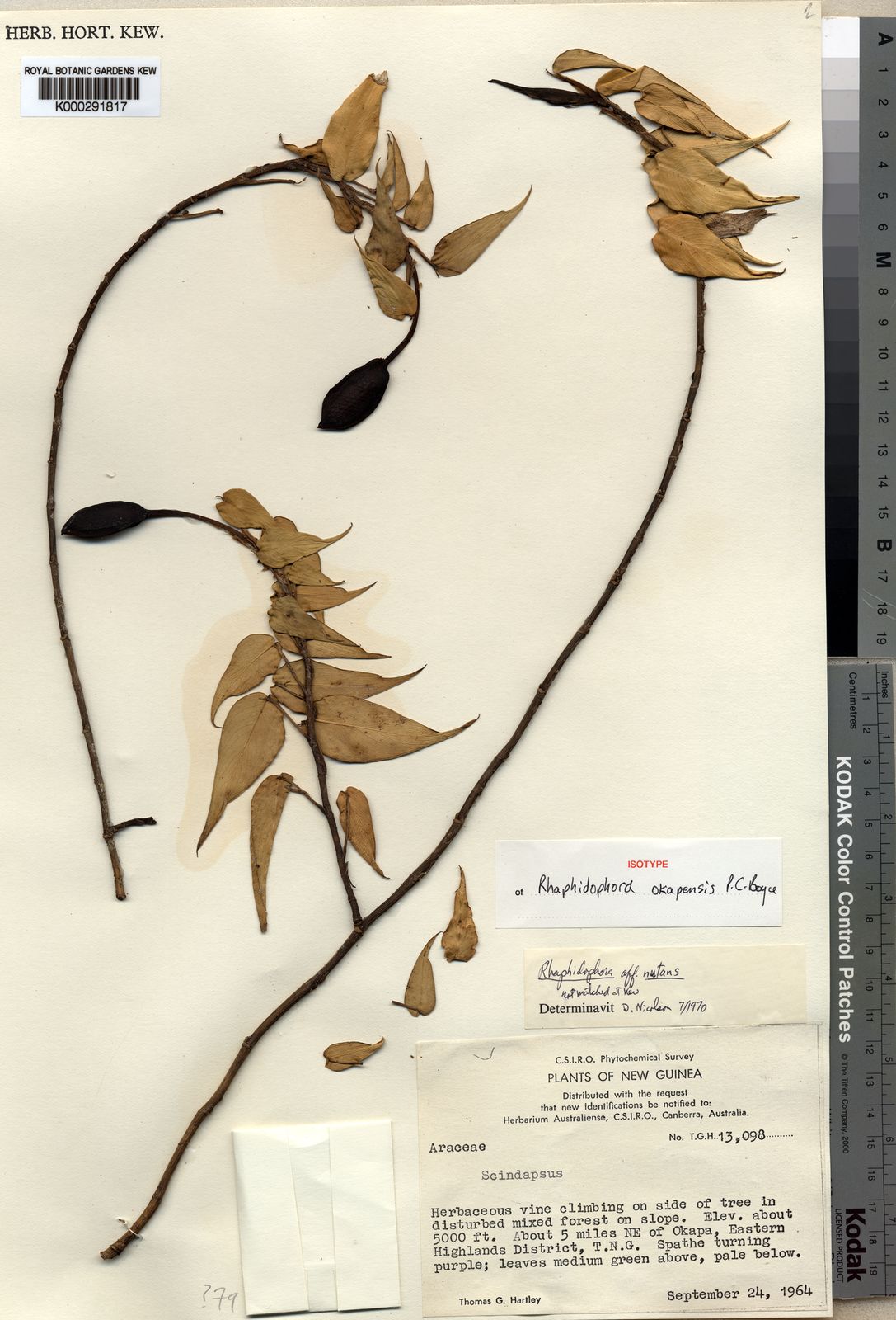 Rhaphidophora Okapensis P C Boyce Bogner Plants Of The World Online Kew Science
