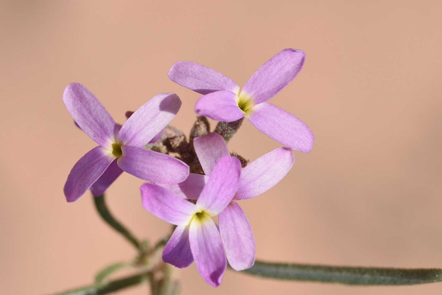 Eremobium Aegyptiacum Var Lineare Delile Zohary Plants Of The