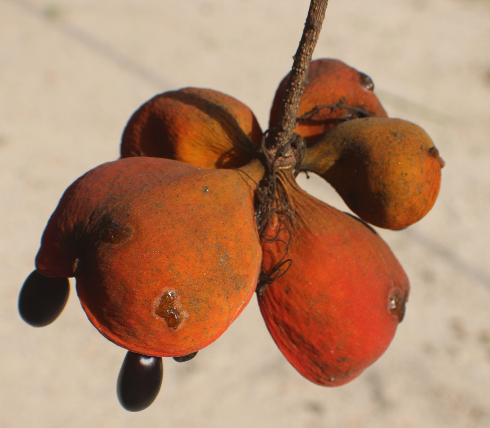 Sterculia Balanghas L. | Plants Of The World Online | Kew Science