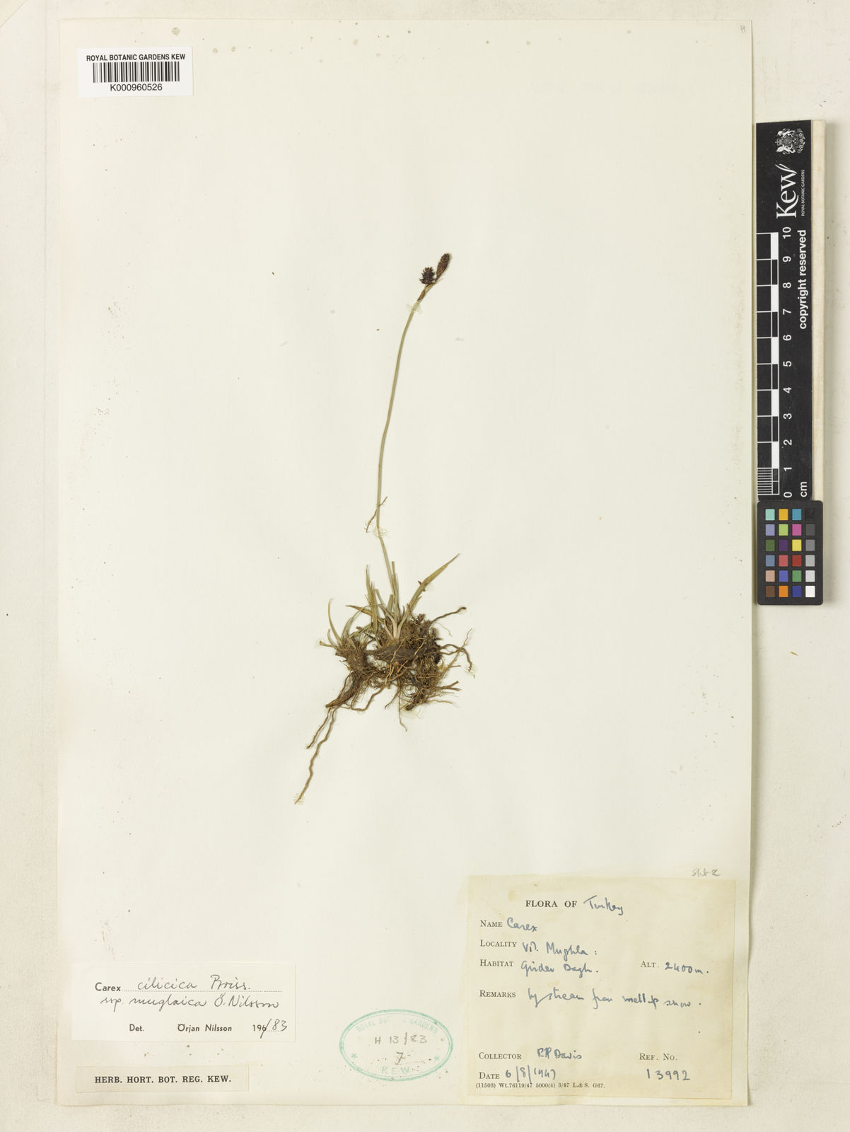 Carex Cilicica Subsp Muglaica O Nilsson Plants Of The World Online Kew Science