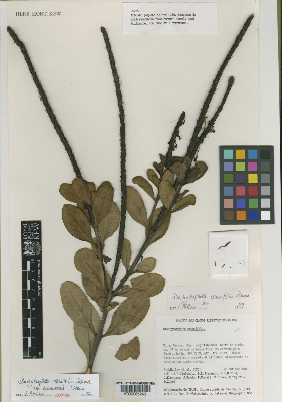 Stachytarpheta Crassifolia Subsp Minasensis S Atkins Plants Of The World Online Kew Science