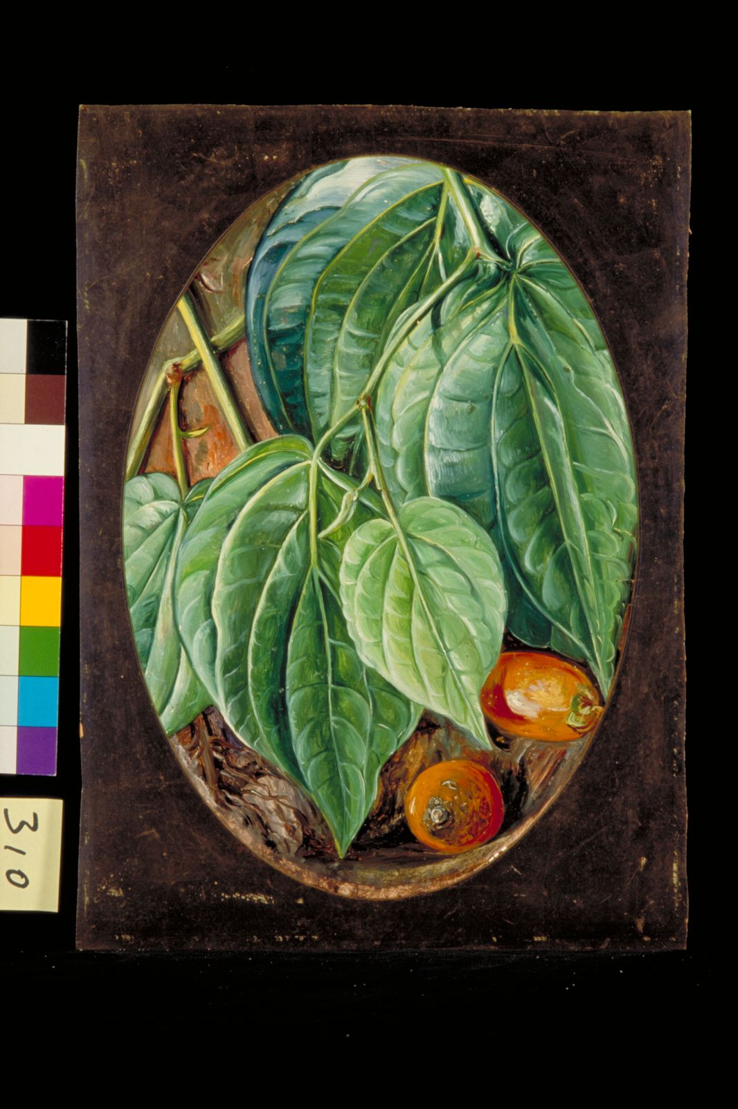 Piper Betle L Plants Of The World Online Kew Science