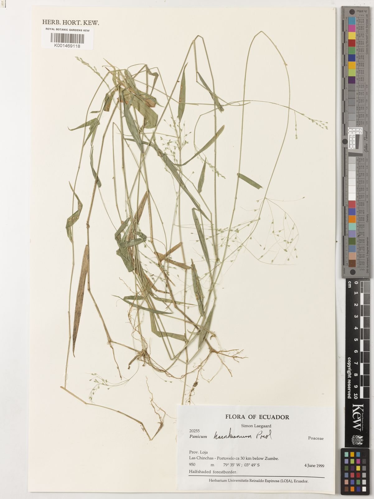 Panicum Haenkeanum J Presl Plants Of The World Online Kew Science