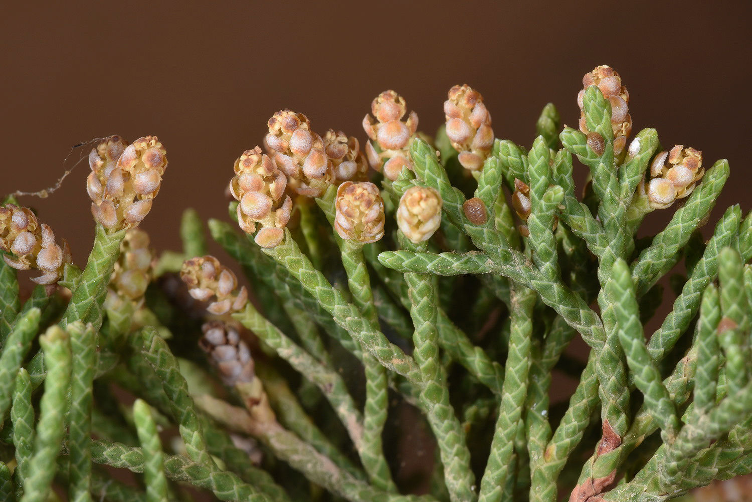 Juniperus Turbinata Guss. | Plants Of The World Online | Kew Science