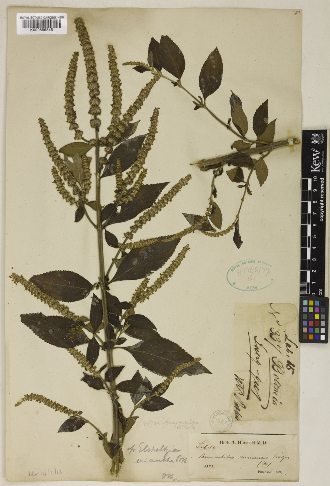 Kew Gardens K000856845:  s.coll. [337] Indonesia