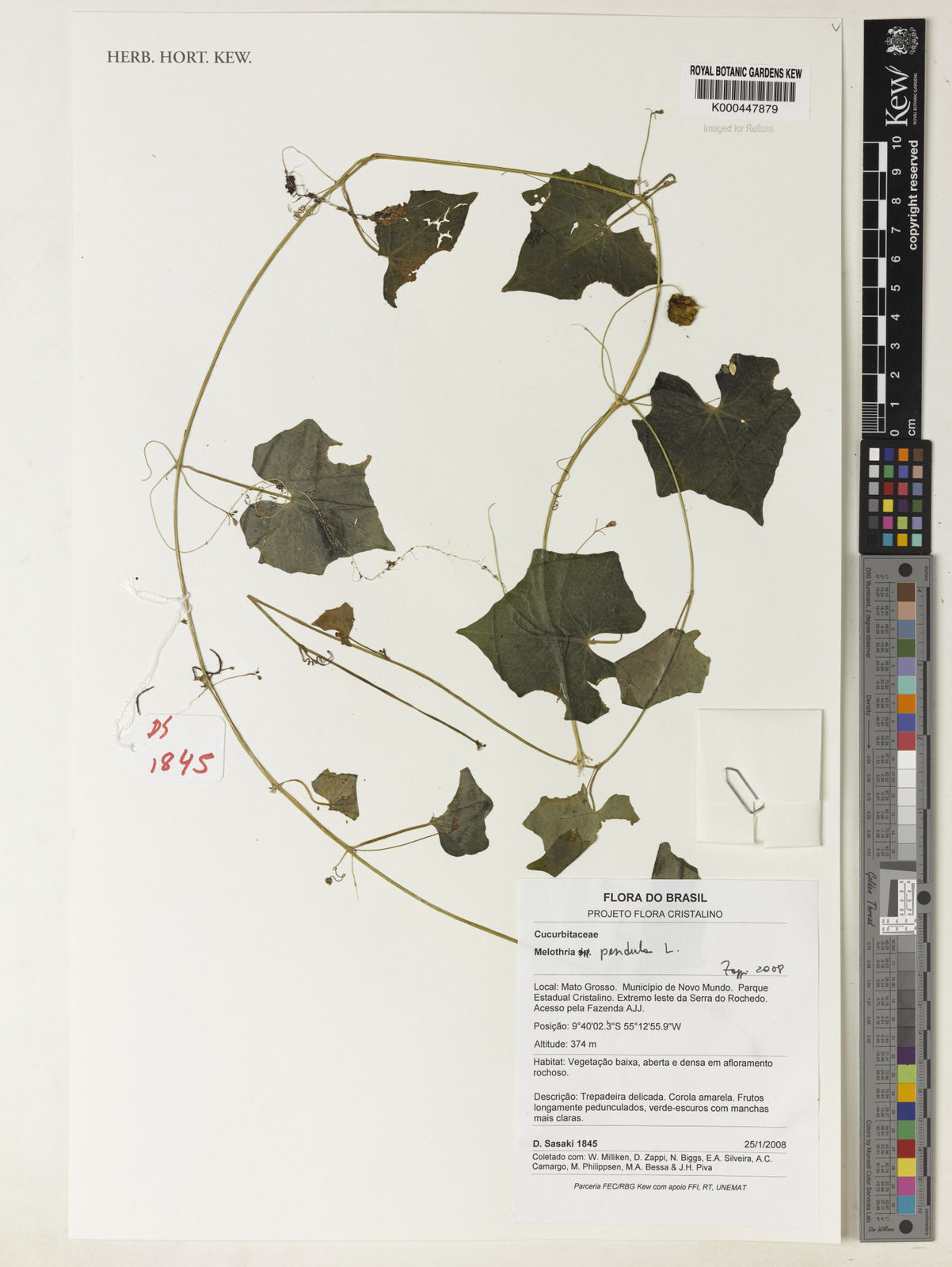 Melothria Pendula L Plants Of The World Online Kew Science