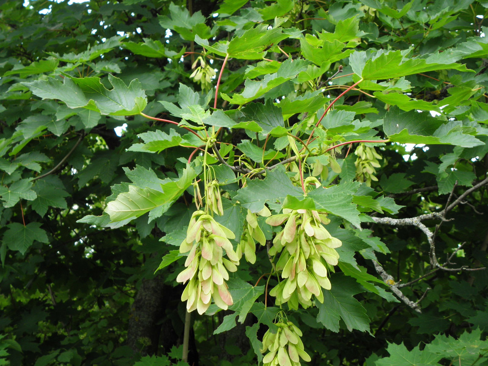 Acer pseudoplatanus L. | Plants of the World Online | Kew Science