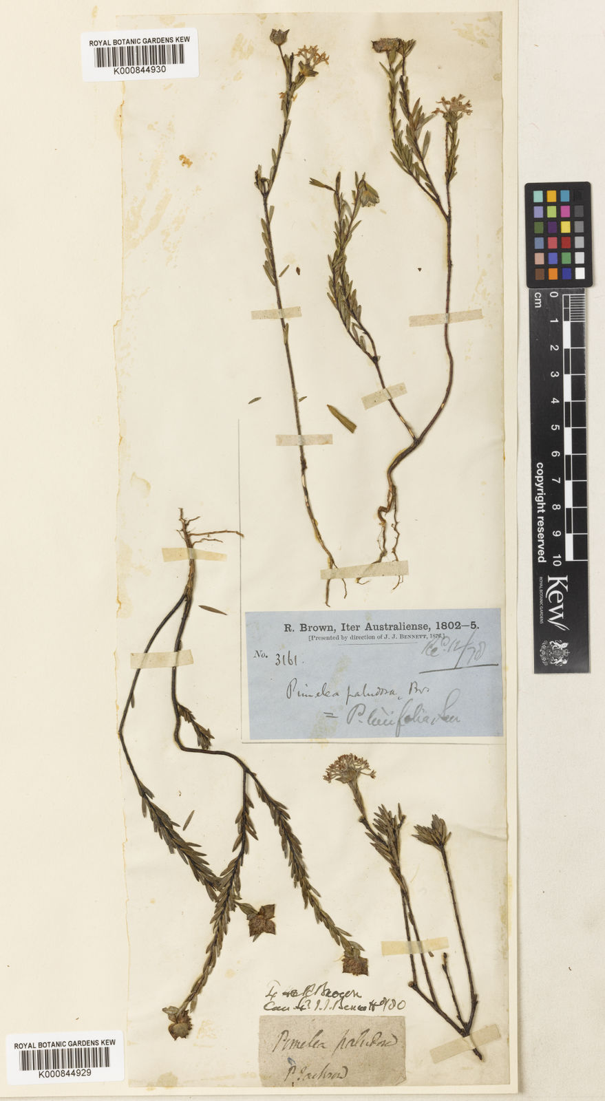 Kew Gardens K000844929:  Brown, R. [s.n.] Australia