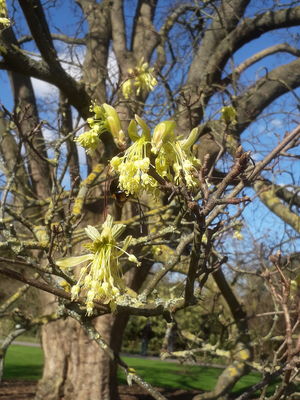 Acer Opalus Subsp Obtusatum Waldst Kit Ex Willd Gams Plants