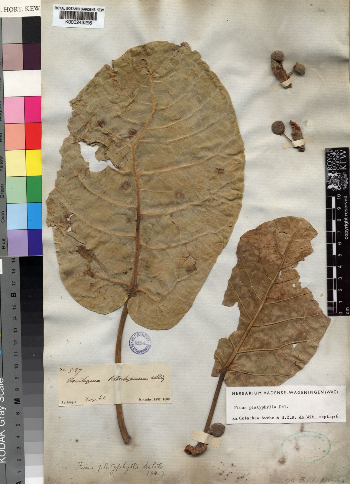 Ficus Platyphylla Delile Plants Of The World Online Kew Science