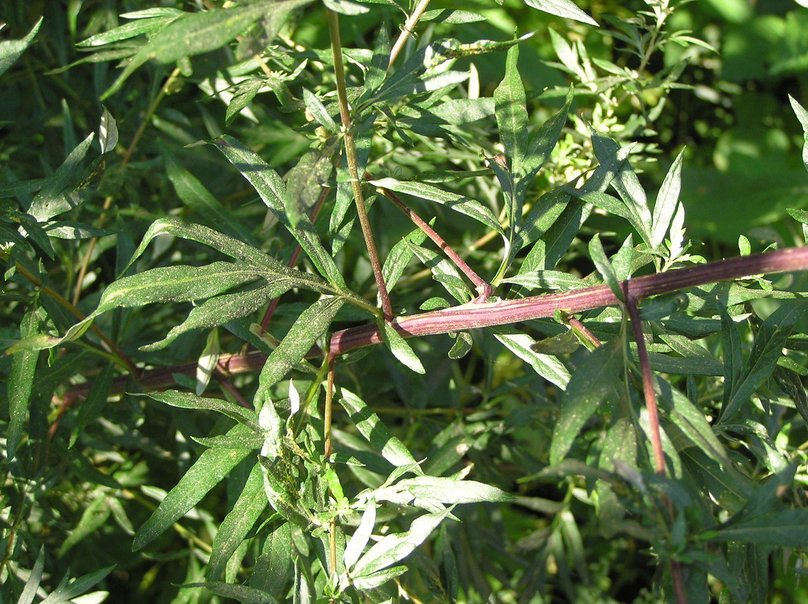 Artemisia vulgaris subsp. vulgaris | Plants of the World Online | Kew