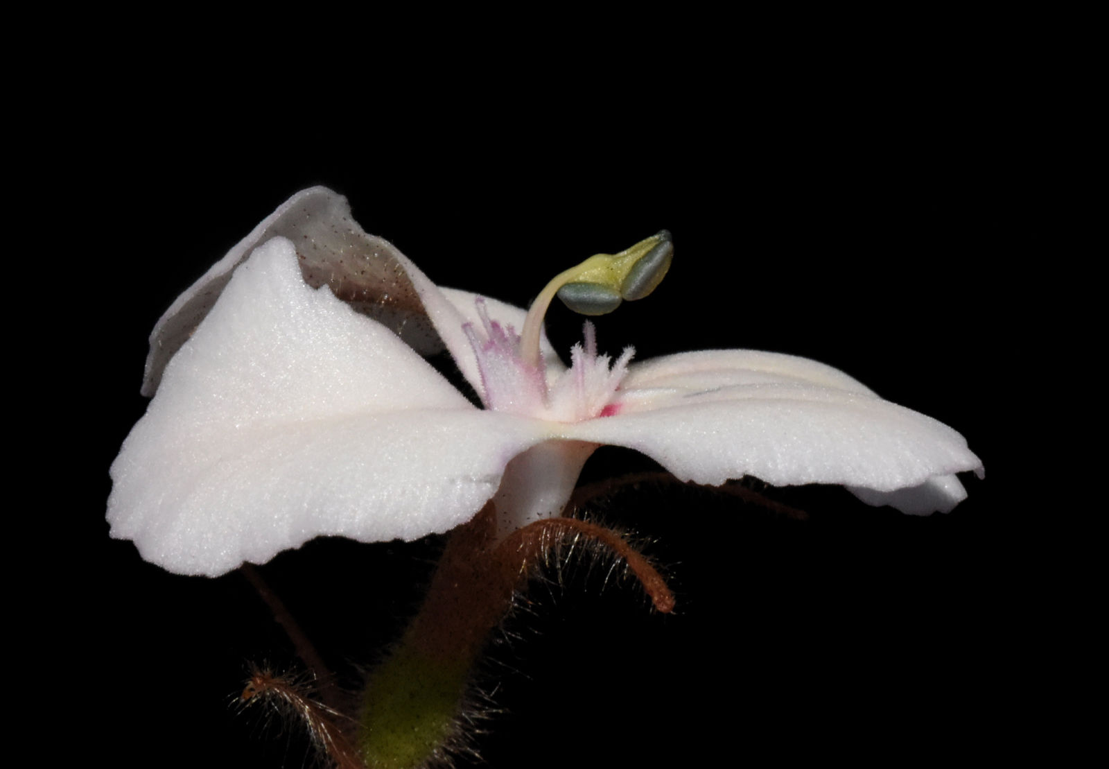 Stylidium Stenosepalum E Pritz Plants Of The World Online Kew Science