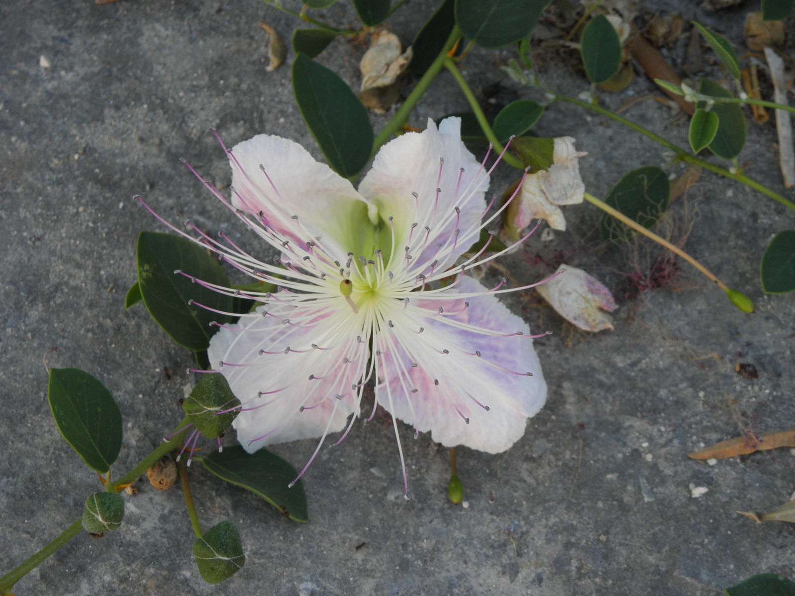 Capparis spinosa L. | Plants of the World Online | Kew Science