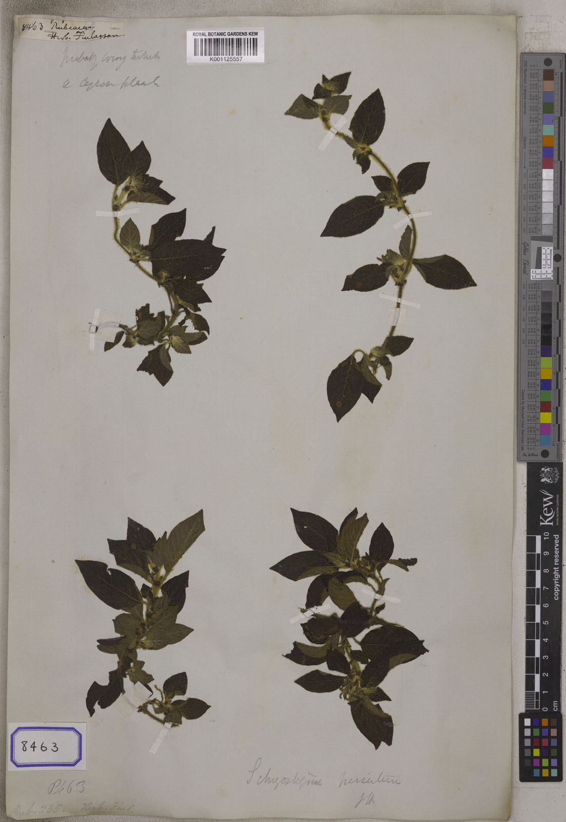 Kew Gardens K001125557:  s.coll. [Cat. no. 8463]