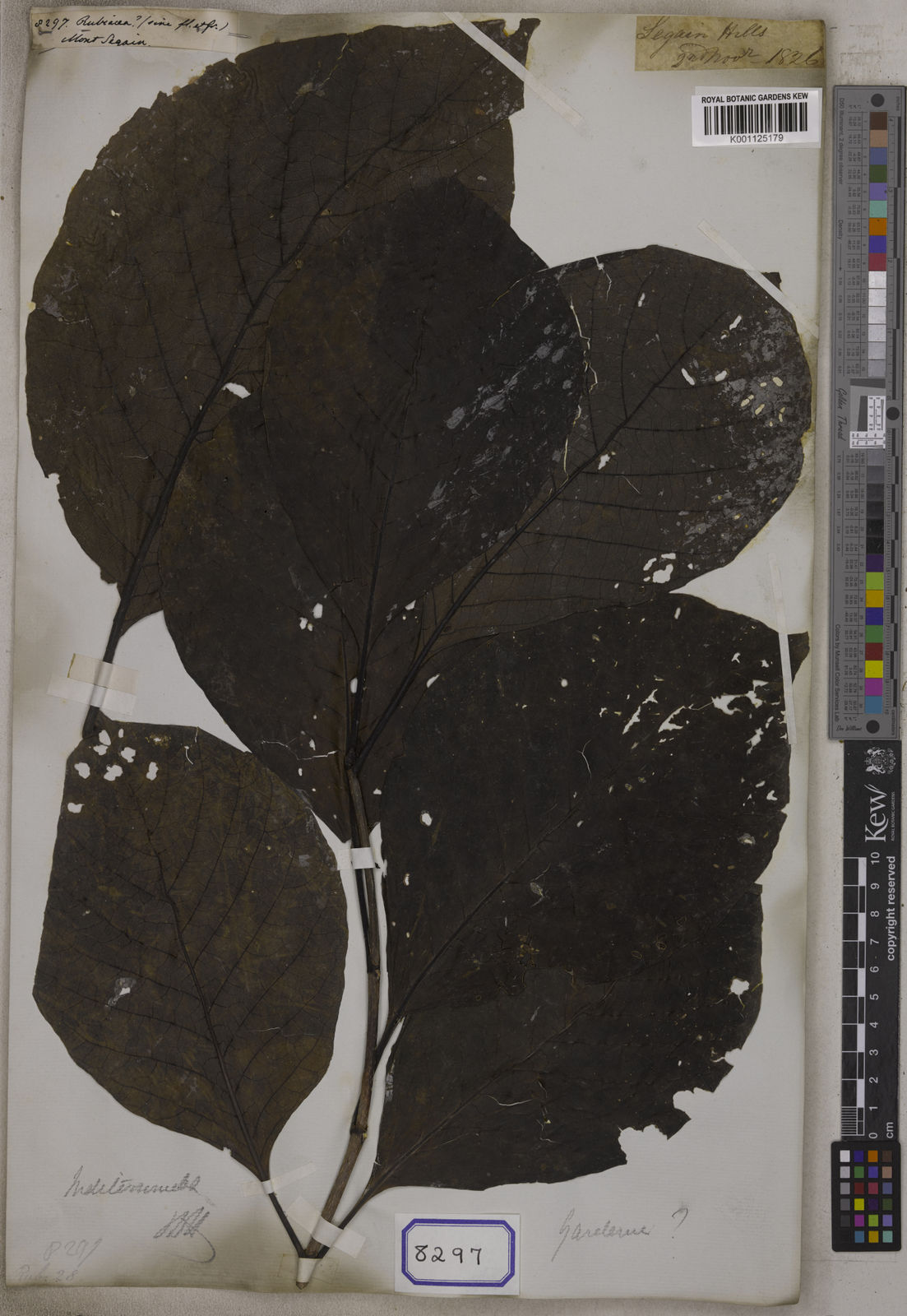 Kew Gardens K001125179:  Wallich, N. [Cat. no. 8297] Burma