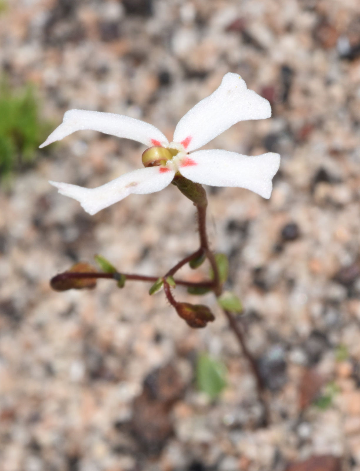 Stylidium Emarginatum Sond Plants Of The World Online Kew Science