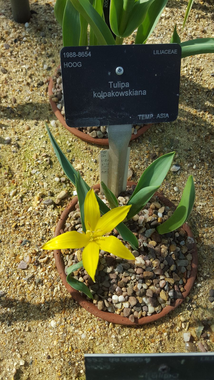 Tulipa Kolpakowskiana Regel Plants Of The World Online Kew Science