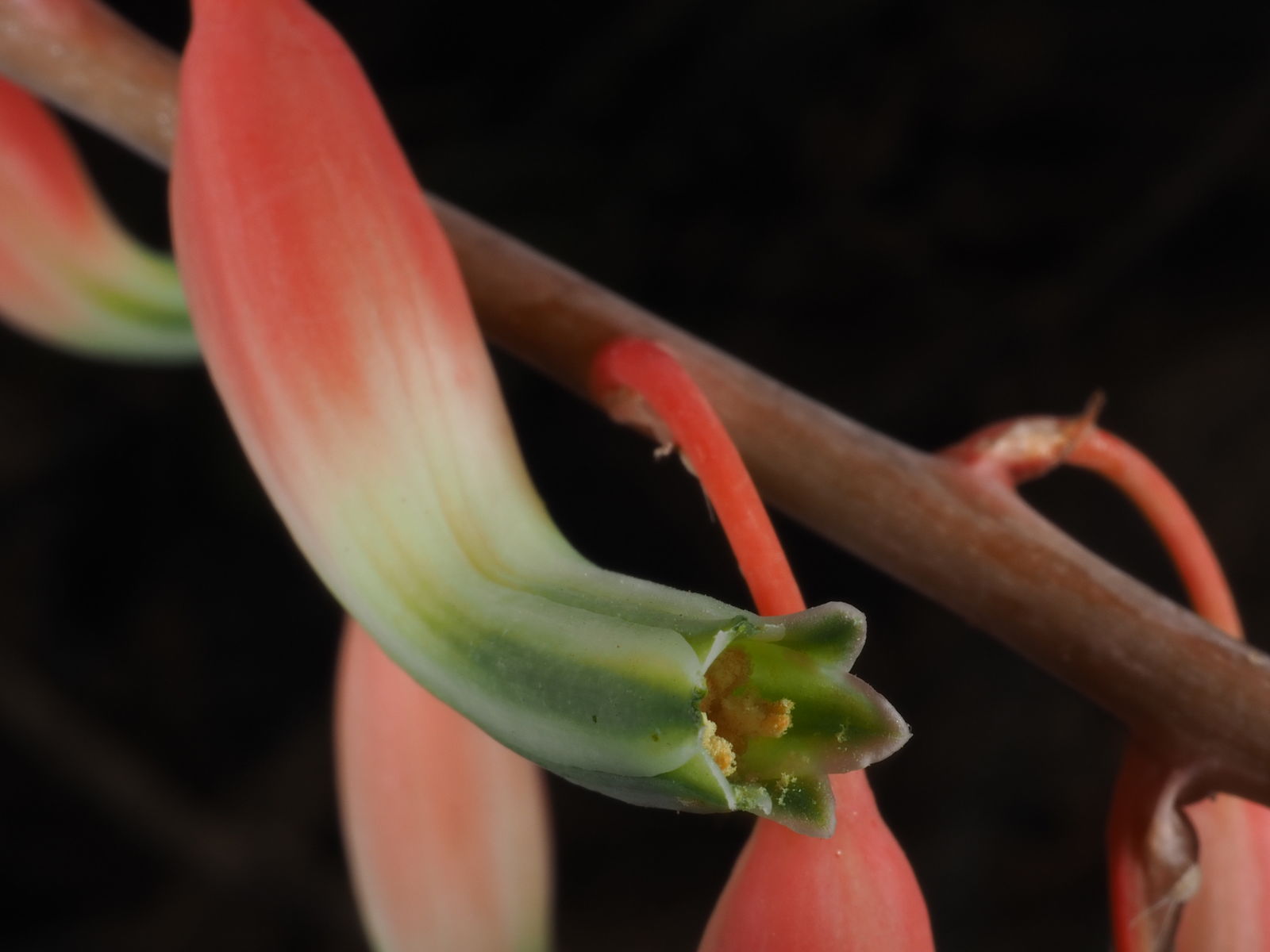 Gasteria Carinata Var Verrucosa Mill Van Jaarsv Plants Of The