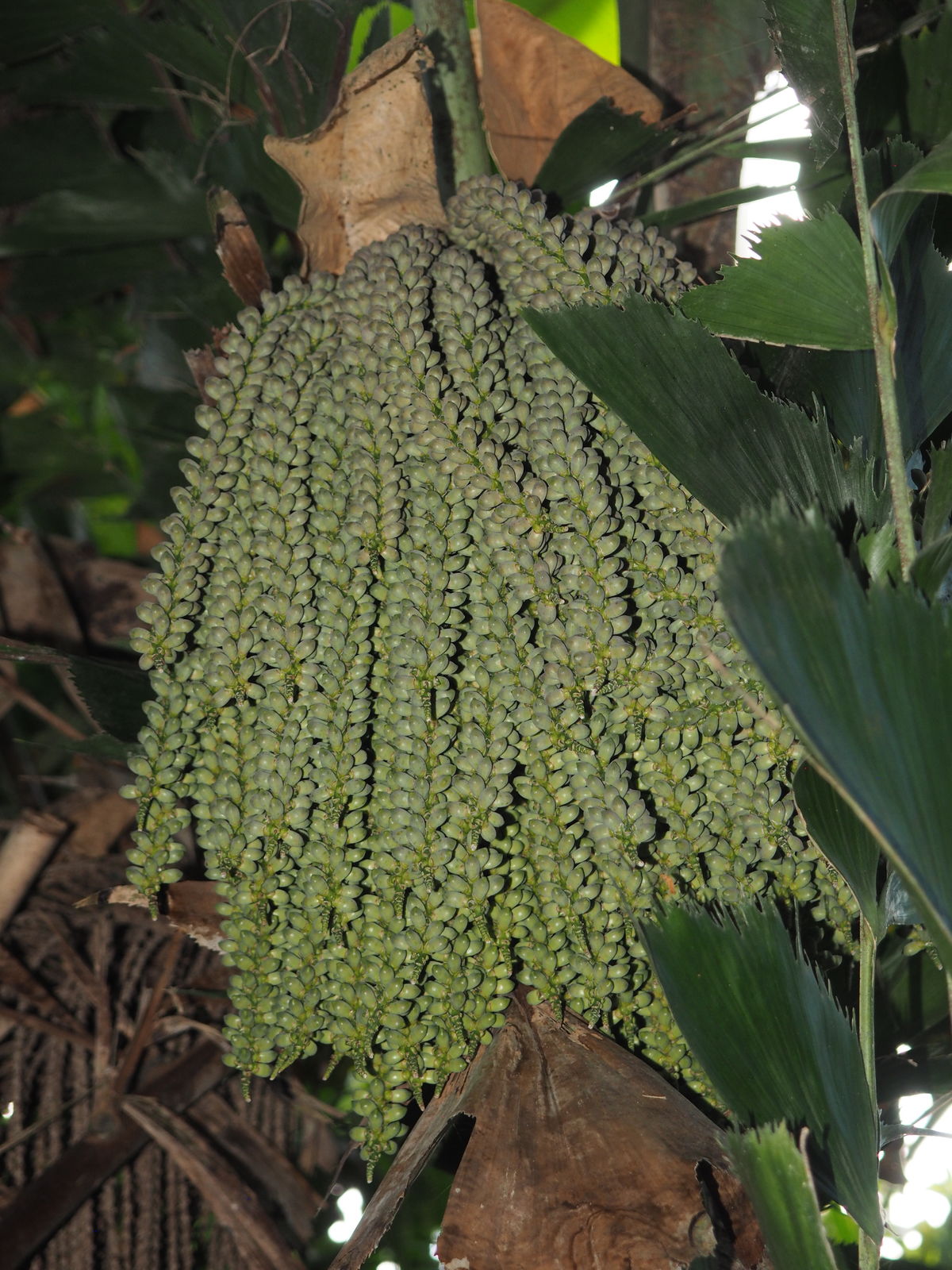 Caryota Mitis Lour Plants Of The World Online Kew Science