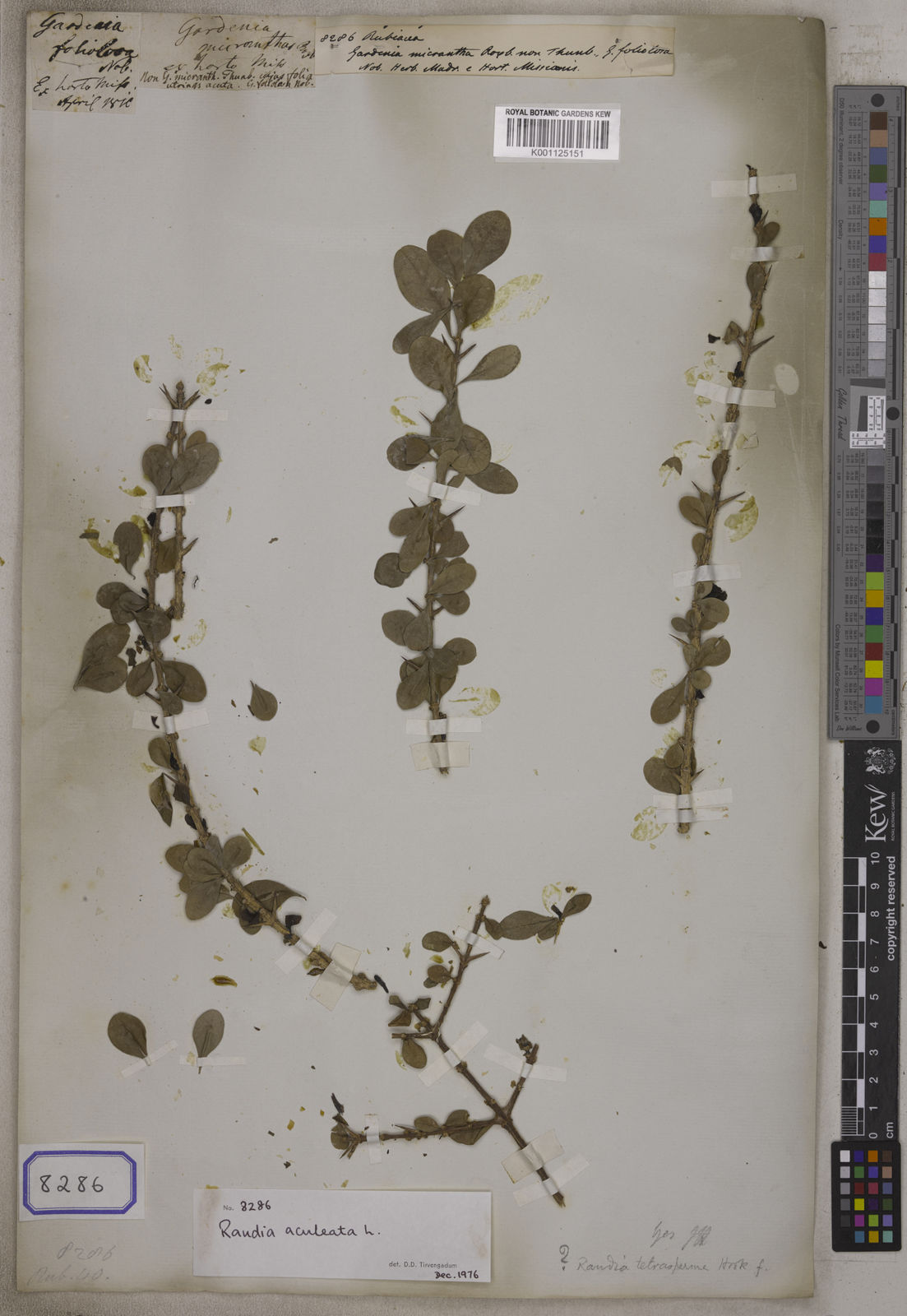 Kew Gardens K001125151:  s.coll. [Cat. no. 8286]