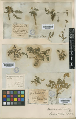 Kew Gardens K000529887:  Schiede [s.n.] Mexico