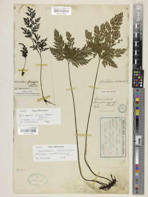 Kew Gardens K000712958:  Gaudichaud, C. [s.n.] New Caledonia