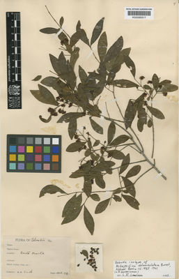 Kew Gardens K000565517:  Smith, H.H. [s.n.] Colombia