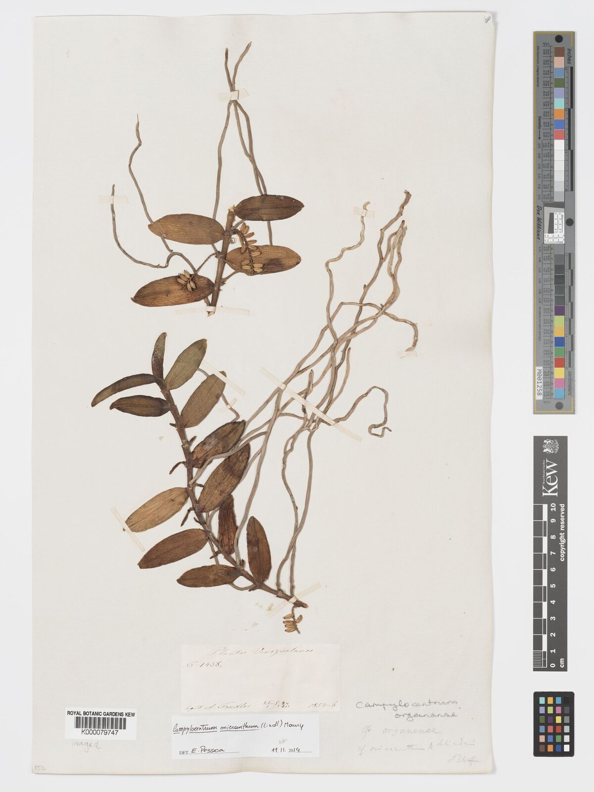 Kew Gardens K000079747:  Fendler, A. [1458] Venezuela
