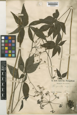 Kew Gardens K000685537:  Maximowicz, C.J. [s.n.] Japan