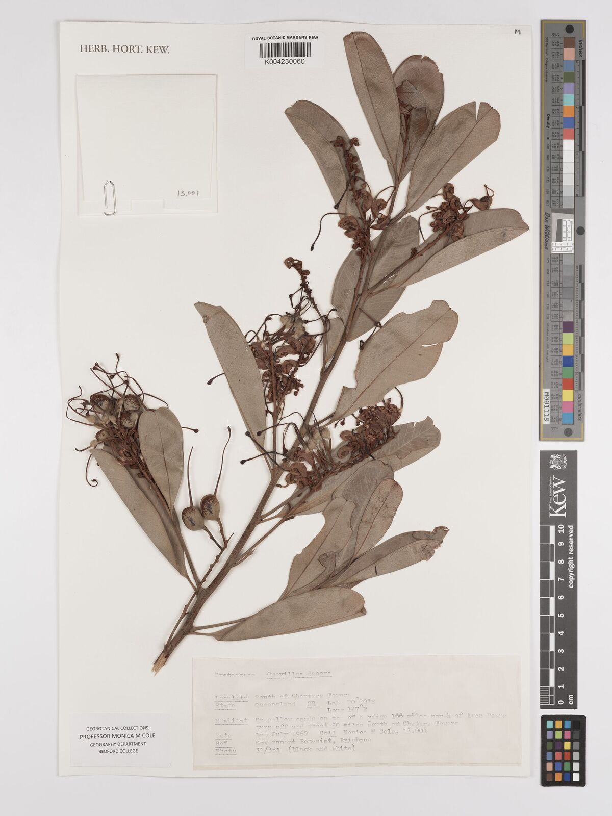 Grevillea decora