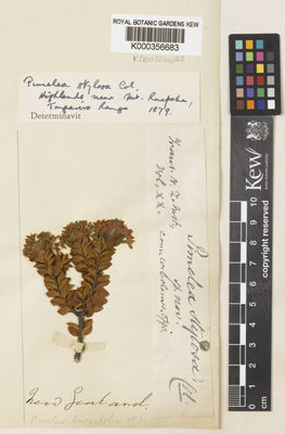 Kew Gardens K000356683:  s.coll. [s,n,] New Zealand