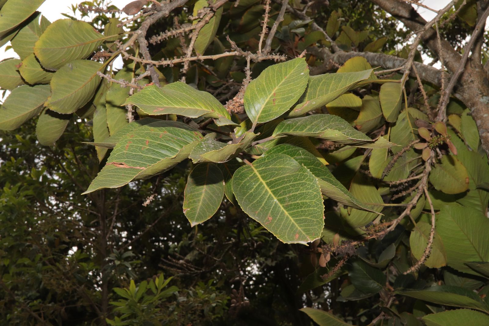 Roupala pachypoda Cuatrec. | Plants of the World Online | Kew Science