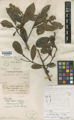 Kew Gardens K000602368:  Riedel [s.n.] Brazil