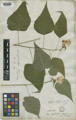 Kew Gardens K000328755:  