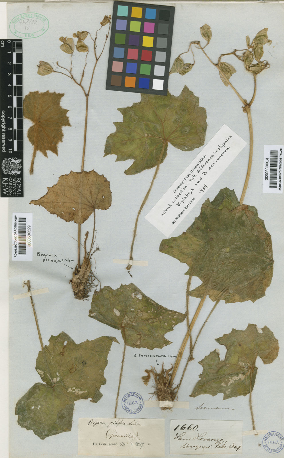 Begonia sericoneura Liebm. | Plants of the World Online | Kew Science