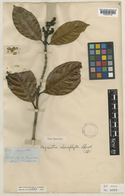 Kew Gardens K000843148:  s.coll. [3149] Colombia