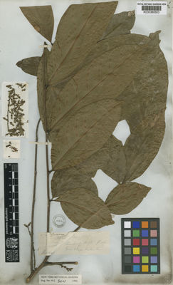 Kew Gardens K000380603:  s.coll. [474] Brazil