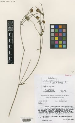 Kew Gardens K000323214:  Pirani, J.R., et al. [CFCR 12942] Brazil