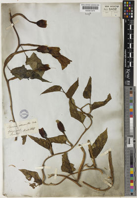 Kew Gardens K000613070:  Hind; Sinclair [s.n.] Ecuador