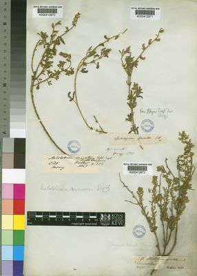 Kew Gardens K000412971:  Drege [s.n.] South Africa