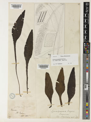 Kew Gardens K000959633:  Schetelig, A. [s.n.] Taiwan