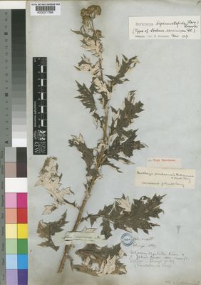 Kew Gardens K000377566:  Drege [s.n.] South Africa