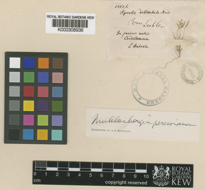 Kew Gardens K000308936:  Lechler [s.n.] Peru