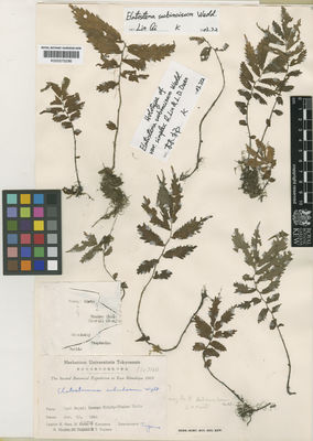 Kew Gardens K000575286:  Hara, H.; Kurosawa, H., et al. [6307160] East Himalaya