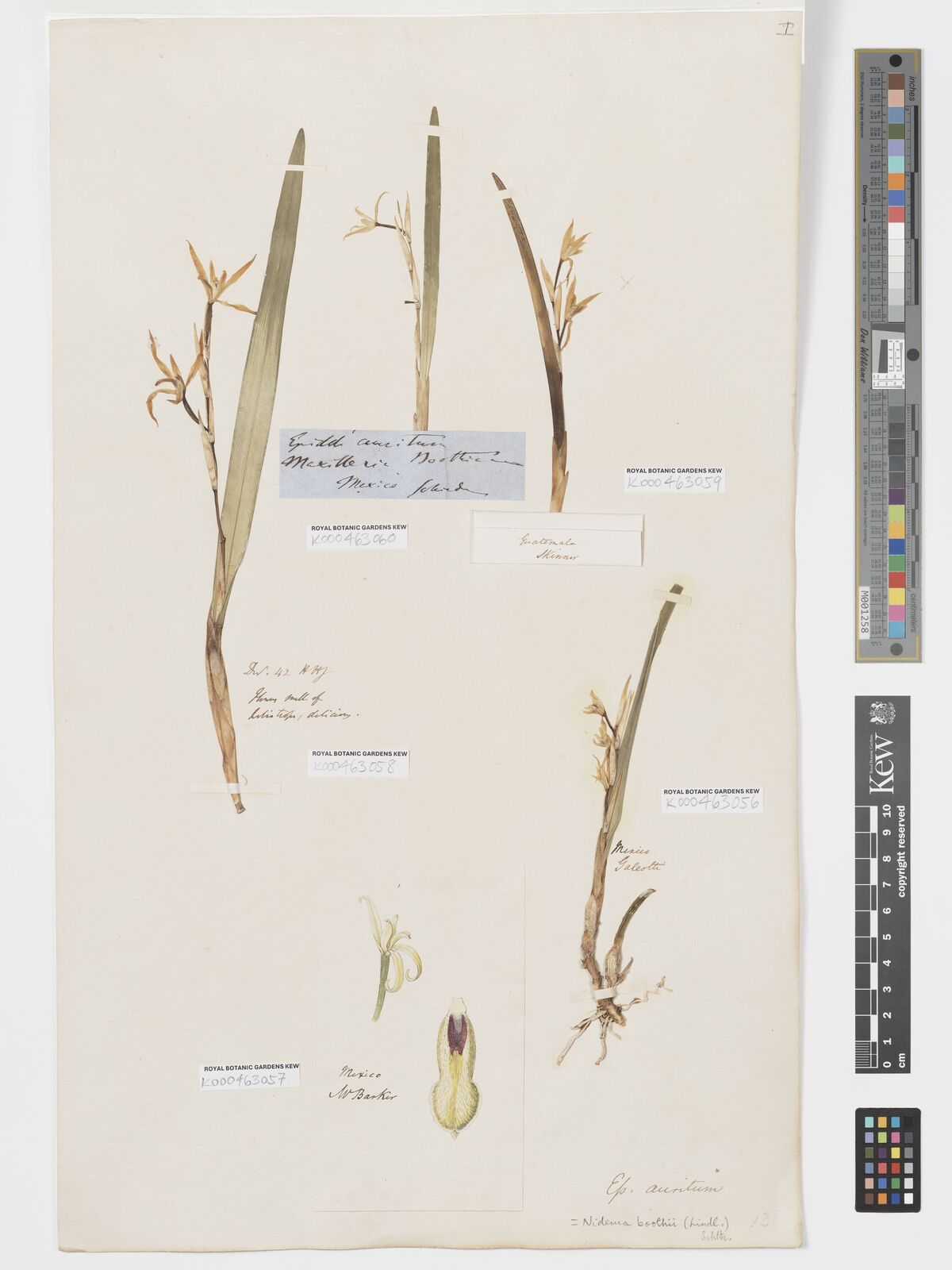 Kew Gardens K000463056:  Galeotti, H.G. [s.n.] Mexico