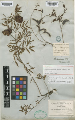 Kew Gardens K000535286:  Pringle, C.G. [8257] Mexico