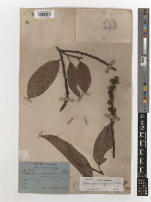 Kew Gardens K001579043:  Ridley, H.N. [3388] Singapore