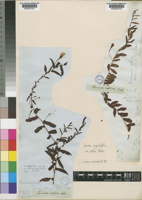 Kew Gardens K000097242:  Drege [s.n.] South Africa