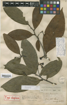 Kew Gardens K000601925:  s.coll. [2052] Colombia